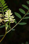 Canadian milkvetch